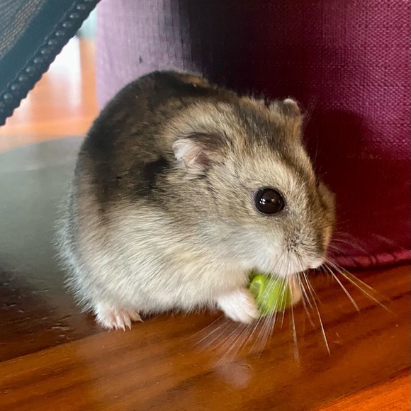 Hi! - Picture 6 of 6